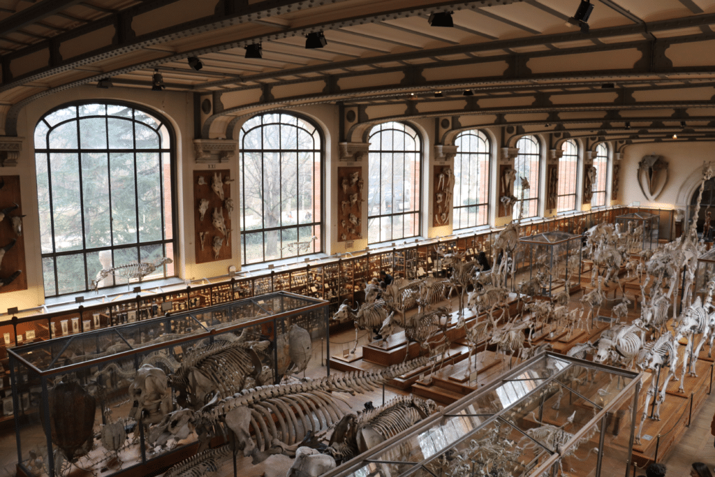 Interior view of the Great Gallery of Paleontology at the National Museum of Natural History in Paris